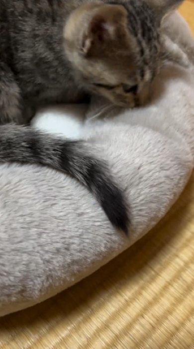 布団から顔を出す猫