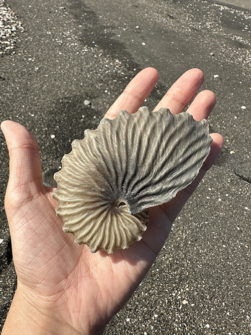 タコブネの貝殻