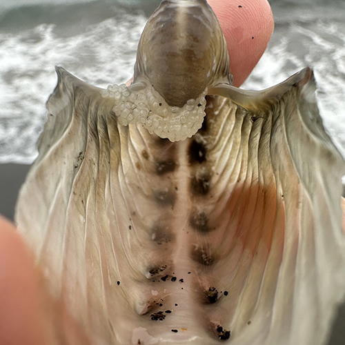 卵付きタコブネの貝殻の中