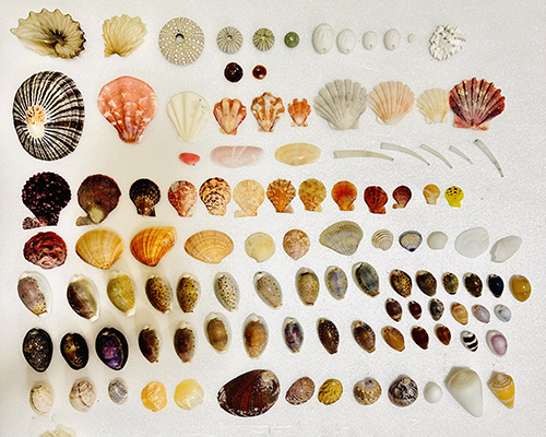 ビーチコーミング成果右上に白い貝