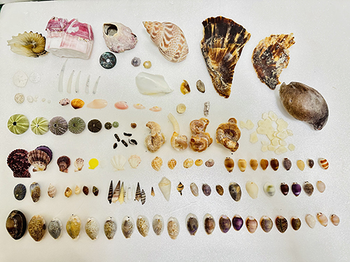 ビーチコーミング成果右上に茶色い貝