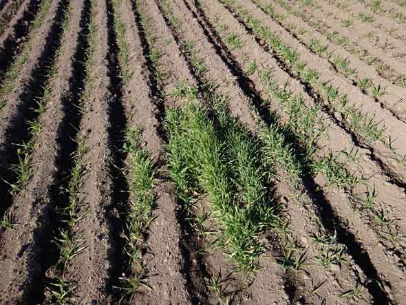 麦 盛大にこぼした 栽培 失敗 畑 可視化 結果