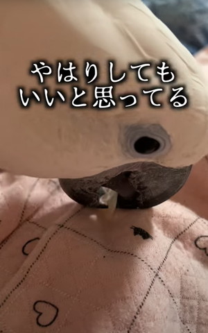 やはりしてもいいと思ってるタイハクオウム