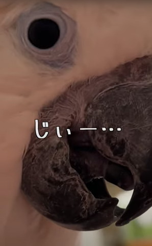 じぃーと見るタイハクオウム