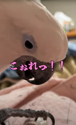 こぉれっと叱るママさん