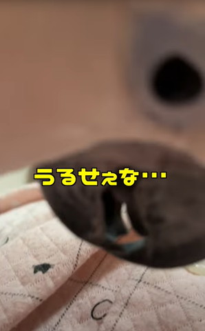 うるせぇなという態度のタイハクオウム