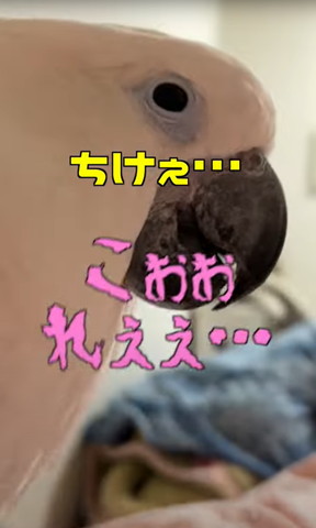 デスボイスで対抗するママさん