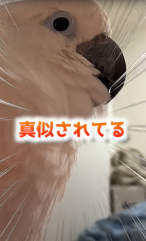 まねされてるママさん