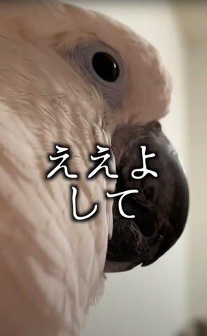 ええよしてと反抗的なタイハクオウム