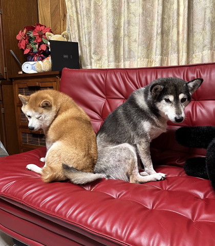 お尻をくっつけるワンコたち