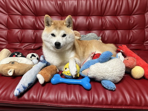 おもちゃに囲まれるワンコ