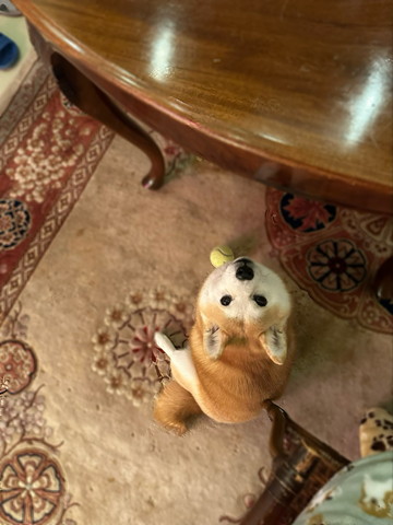 ボールとワンコ