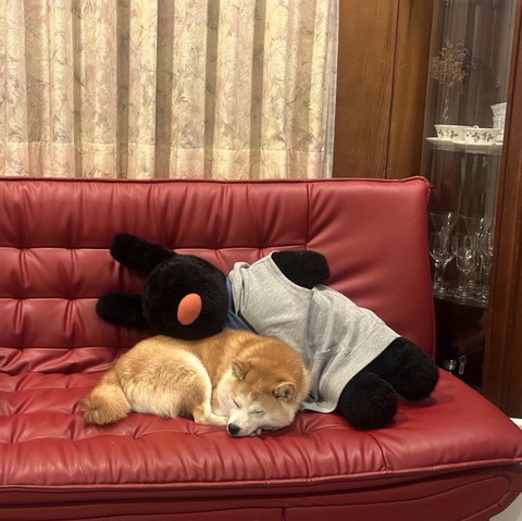 ぬいぐるみと寝るワンコ