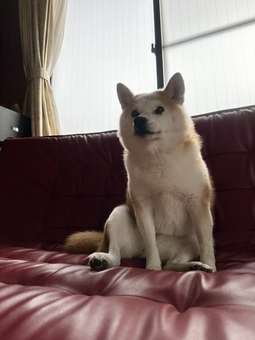 ソファにお座りワンコ