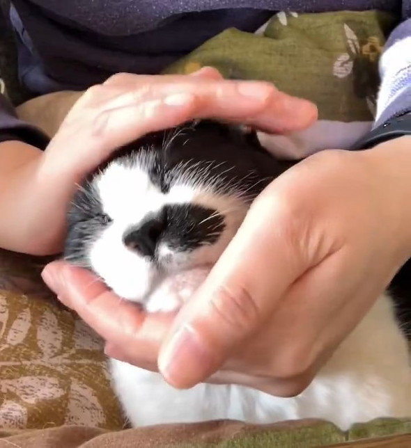 もまれる猫