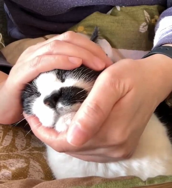 手に収まった猫