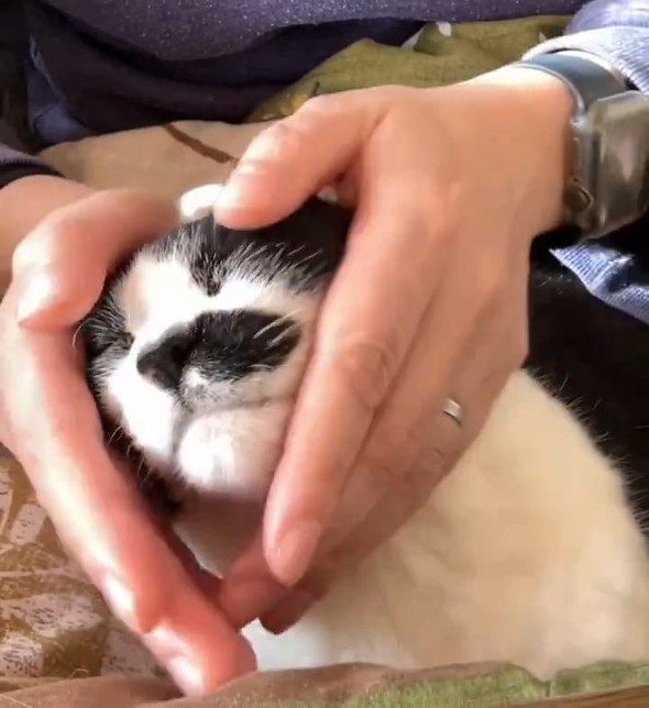 もまれる猫