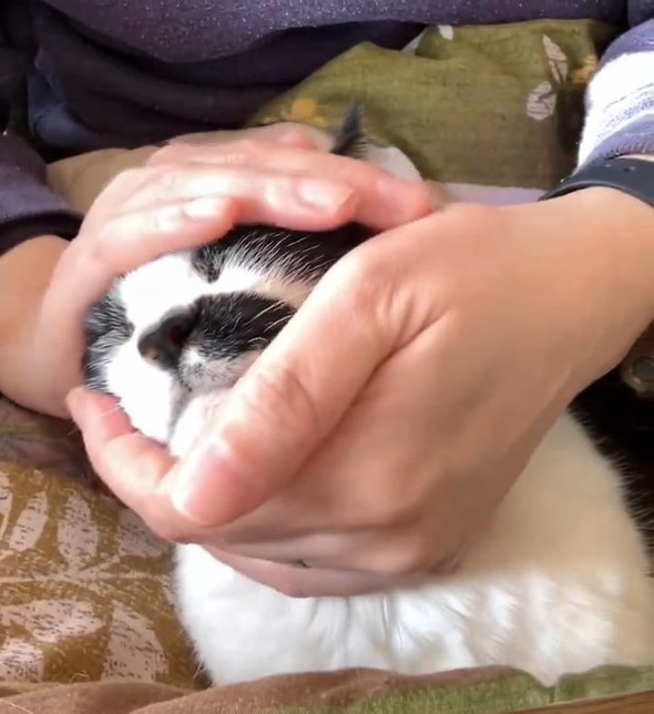 顔をつつまれた猫