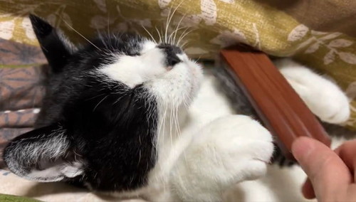 毛づくろいされる猫