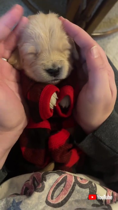 わが家のワンコを紹介します