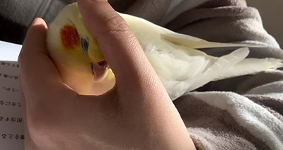 お勉強を邪魔するルル子ちゃん顔右