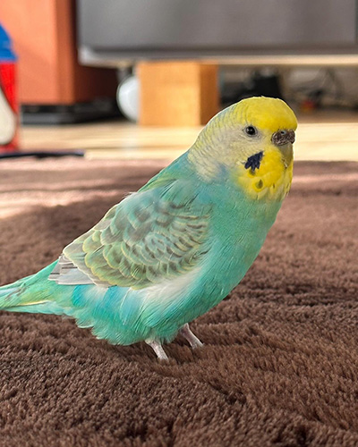 ふかふかカーペットと師匠