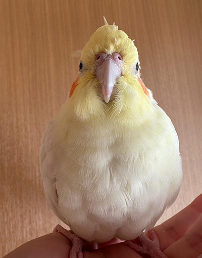 ルル子ちゃん正面