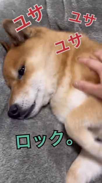 散歩嫌い柴犬の総集編