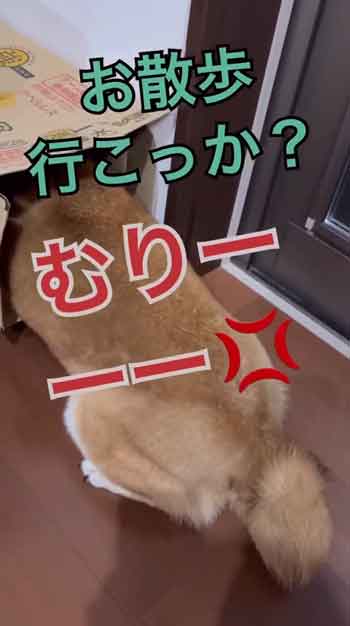 散歩嫌い柴犬の総集編