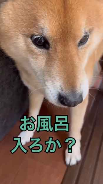 散歩嫌い柴犬の総集編