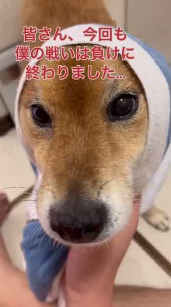散歩嫌い柴犬の総集編