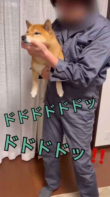 散歩嫌い柴犬の総集編