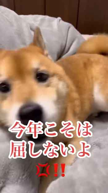 散歩嫌い柴犬の総集編