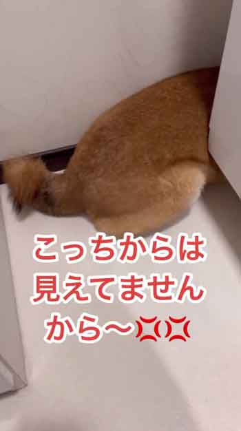 散歩嫌い柴犬の総集編