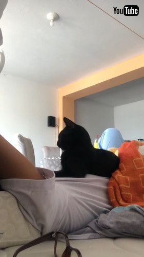 飼い主に乗る猫