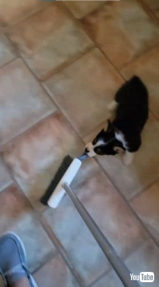 ほうきを追いかけまわすワンコ