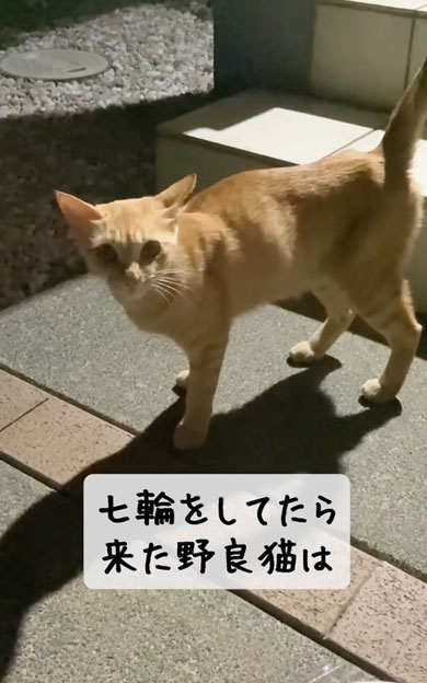 野良子猫が家族になるまでの軌跡