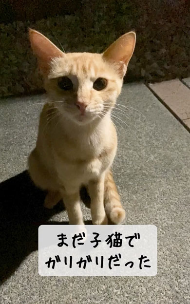 野良子猫が家族になるまでの軌跡