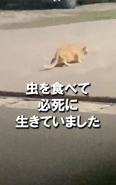 野良子猫が家族になるまでの軌跡