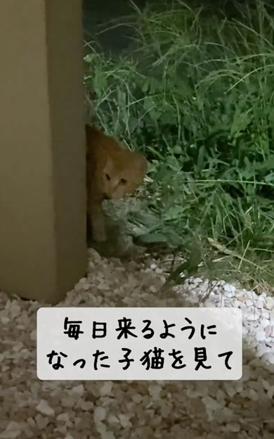 野良子猫が家族になるまでの軌跡