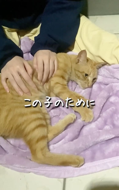 野良子猫が家族になるまでの軌跡