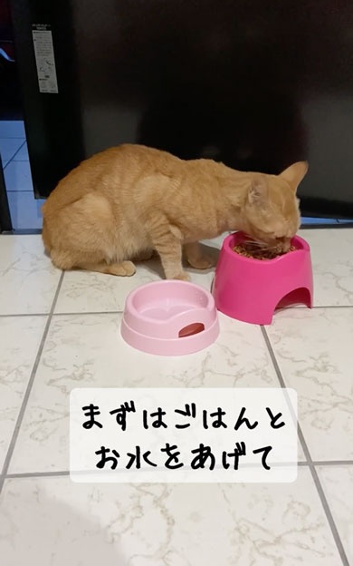 野良子猫が家族になるまでの軌跡