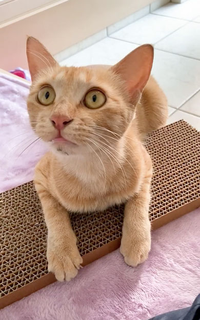 野良子猫が家族になるまでの軌跡