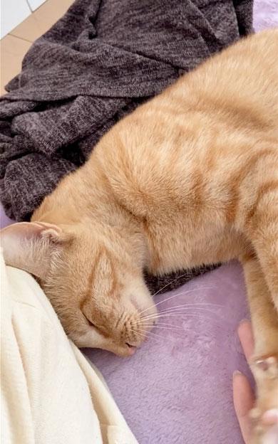 野良子猫が家族になるまでの軌跡