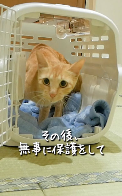 野良子猫が家族になるまでの軌跡