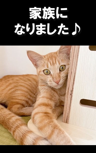 野良子猫が家族になるまでの軌跡