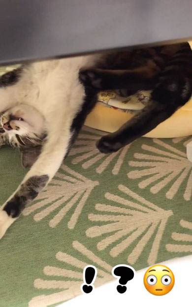 引き取り初日の猫