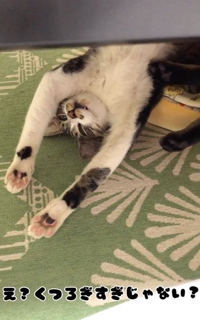 引き取り初日の猫