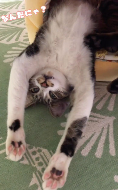 引き取り初日の猫