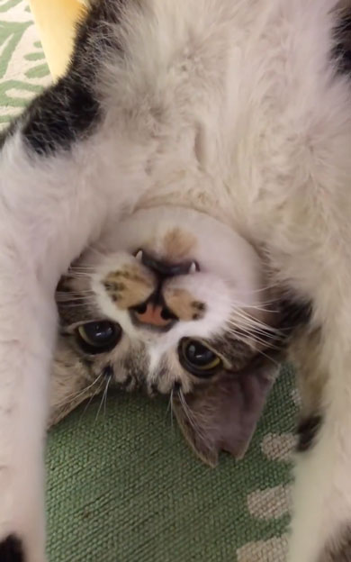 引き取り初日の猫